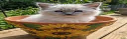 Ragdoll cats for sale: Beautiful gccf reg Rsgdoll boy - Advert 4