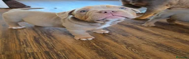 Yoda