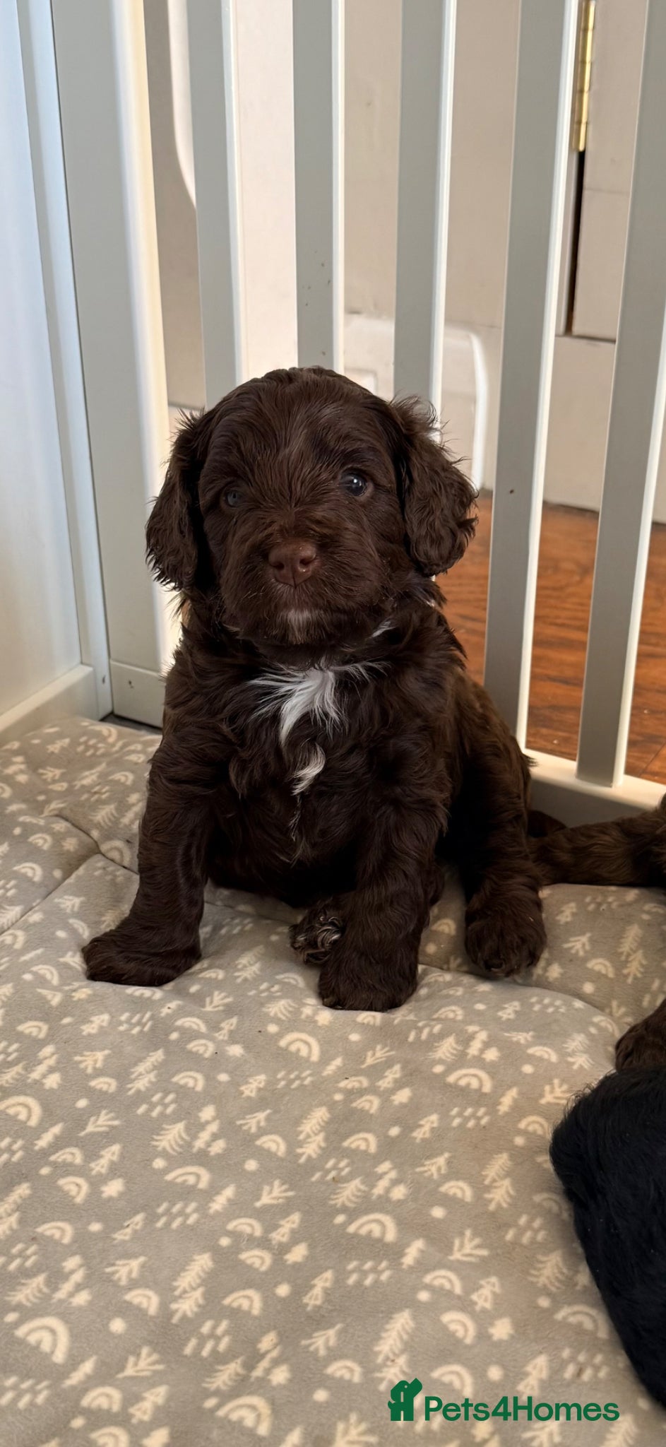 Mixed Breed dogs Chocolate Brown Cavapoo/Cockapoo pups - Advert 1