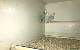 Lovebirds birds for sale: Peach face lovebirds  - Image 6