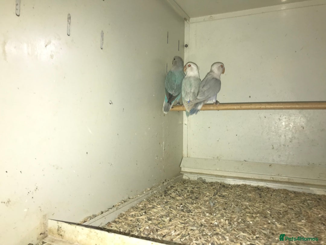Lovebirds birds for sale: Peach face lovebirds  - Image 6