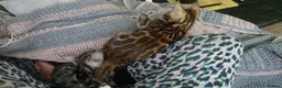 Bengal cats for sale: Pure breed and half breed bengals. - Advert 2