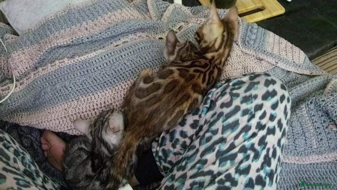 Bengal cats for sale: Pure breed and half breed bengals. - Advert 2