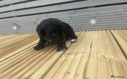 Mixed Breed dogs for sale: Stunning jackapoo x cocapoo puppies - Image 17