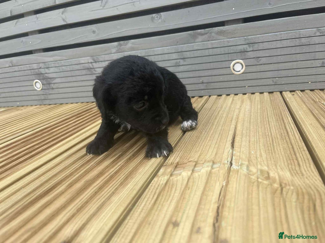 Mixed Breed dogs for sale: Stunning jackapoo x cocapoo puppies - Image 17