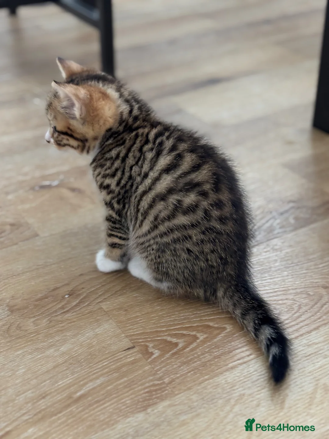 Mixed Breed cats for sale: Tabby kittens  - Advert 17