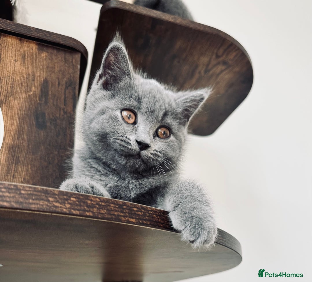 British Shorthair cats for sale: British short hair boy - Image 7