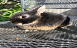 Netherland Dwarf rabbits for sale: * READY NOW! * 🐰 Netherland Dwarf Bunnies  - Image 7