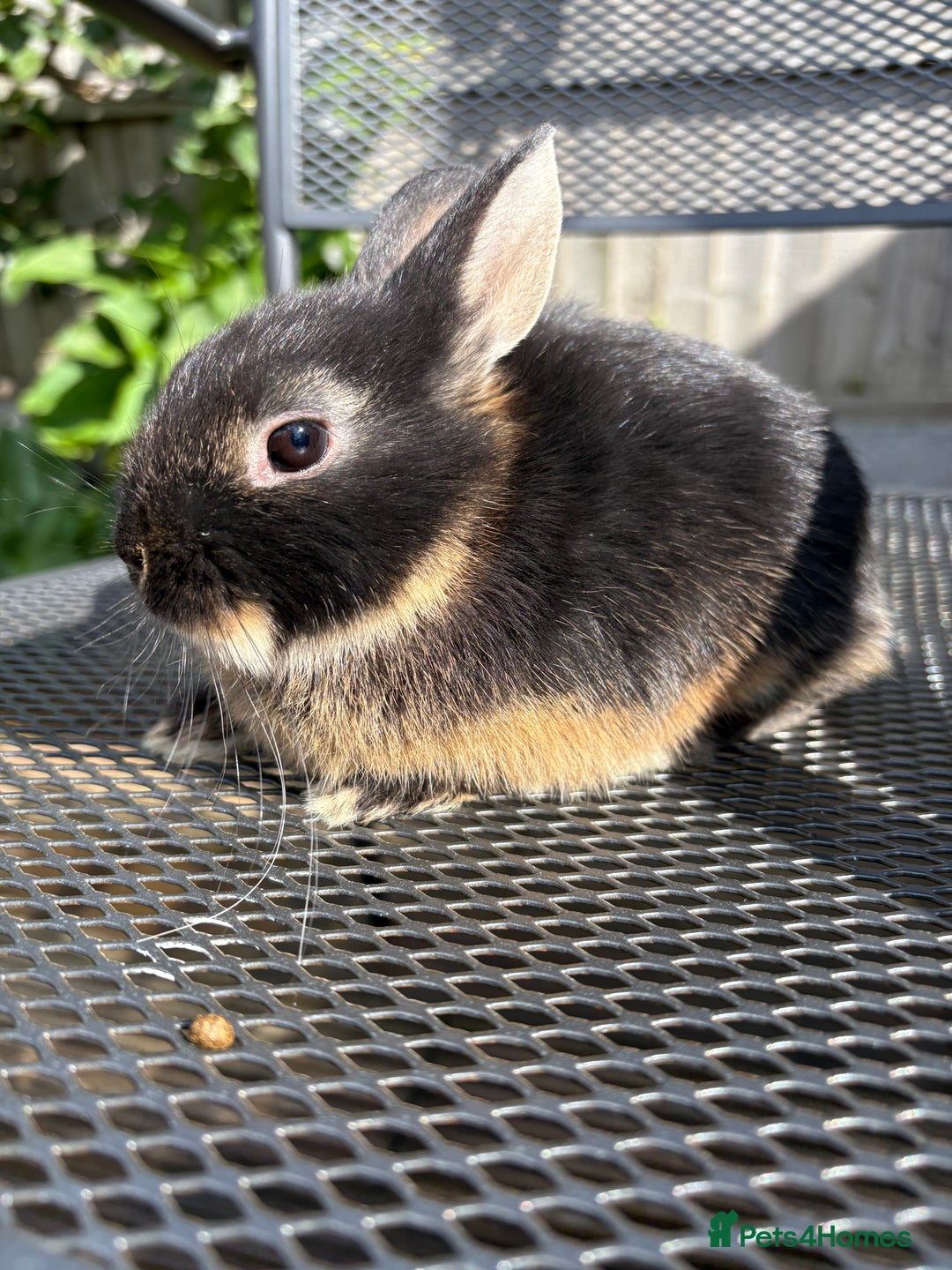 Netherland Dwarf rabbits for sale: * READY NOW! * 🐰 Netherland Dwarf Bunnies  - Image 7