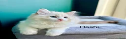 Ragdoll cats for sale: WORLD BEATIFUL RAGDOLL KITTEN / FIFE - Advert 20
