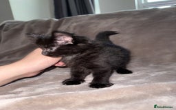 Maine Coon cats for sale: Maine coon x Russian Blue - Image 21