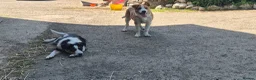 Border Collie dogs for sale: Collie puppies  - Advert 1