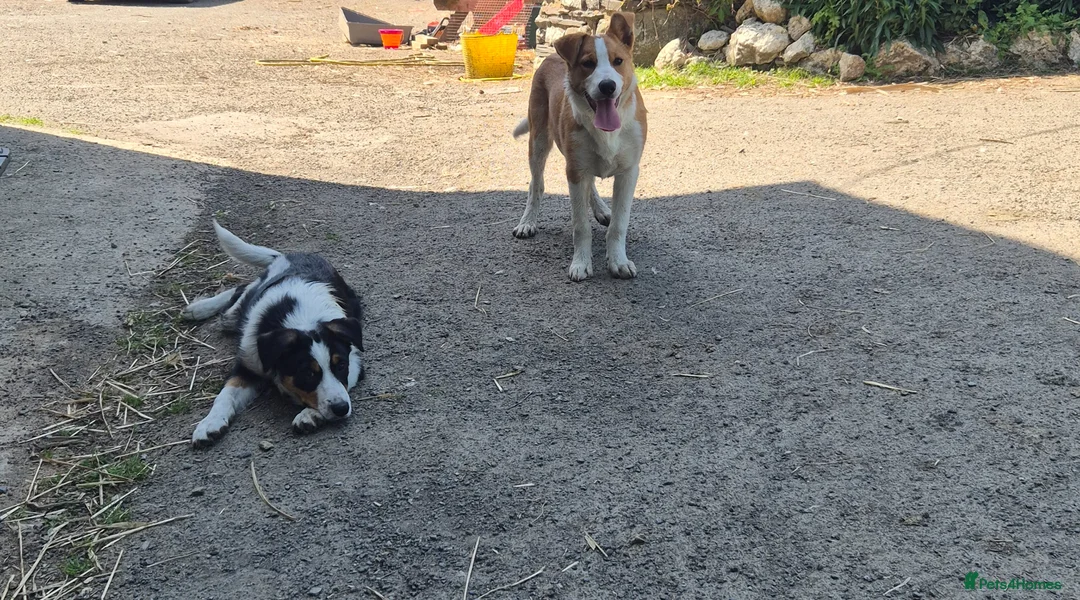 Border Collie dogs for sale: Collie puppies  - Advert 1