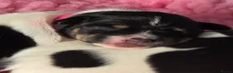 Jack Russell dogs for sale: Stunning Litter Traditional JRT Puppies 4M1F - Advert 2