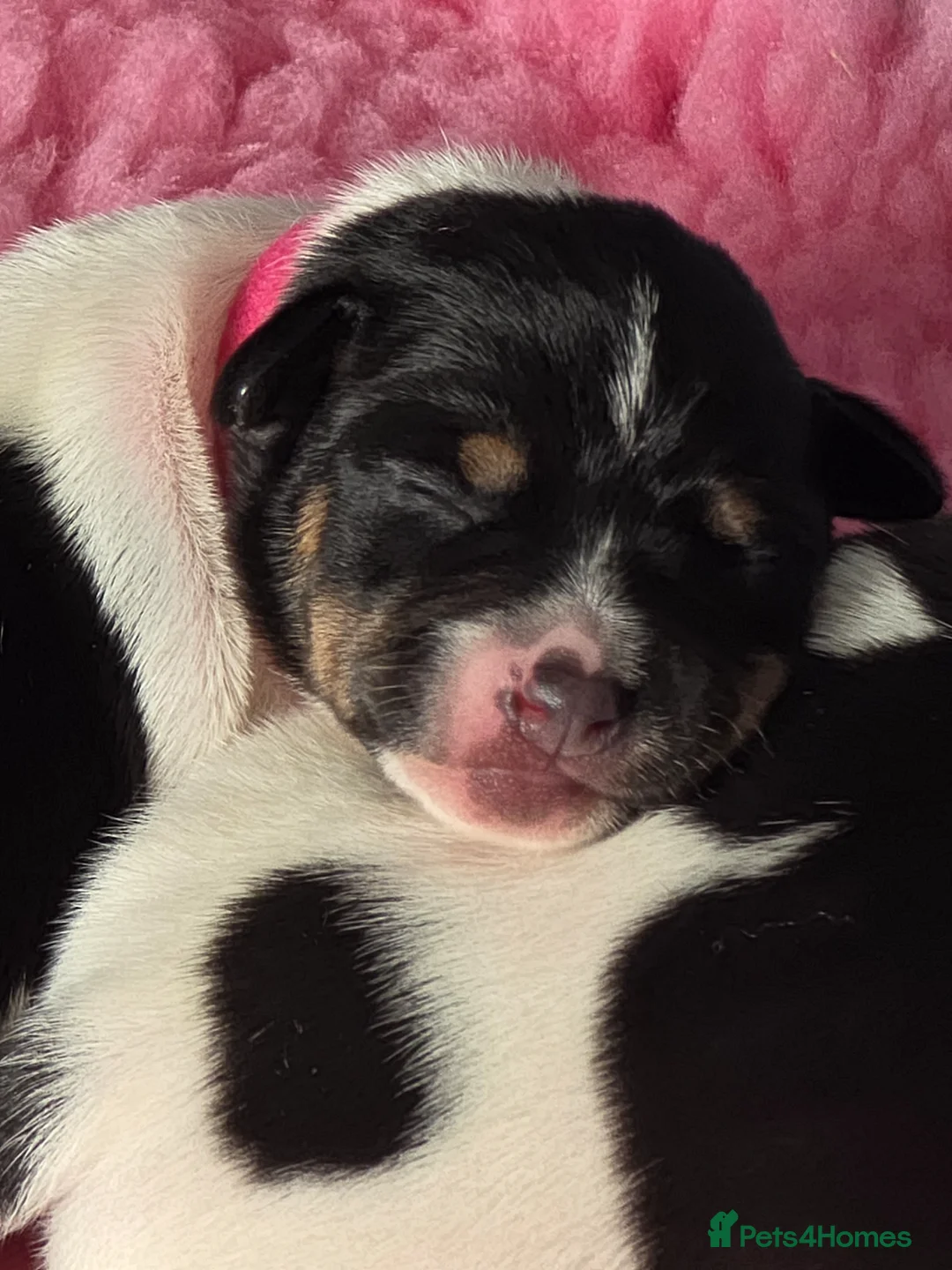 Jack Russell dogs for sale: Stunning Litter Traditional JRT Puppies 4M1F - Advert 2