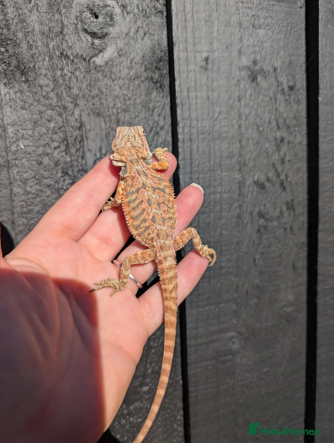 Bearded Dragon reptiles for sale: Baby bearded dragons - Advert 2