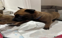 Belgian Shepherd Dog dogs for sale: Belgian Malinois puppies  - Image 21