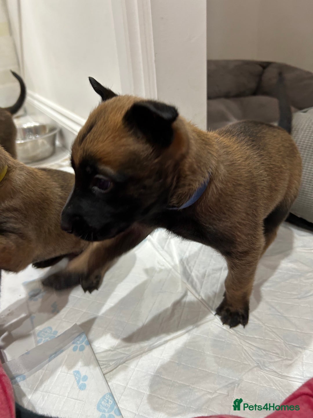 Belgian Shepherd Dog dogs for sale: Belgian Malinois puppies  - Image 21