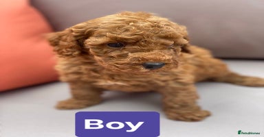 Cockapoo dogs - Advert 7