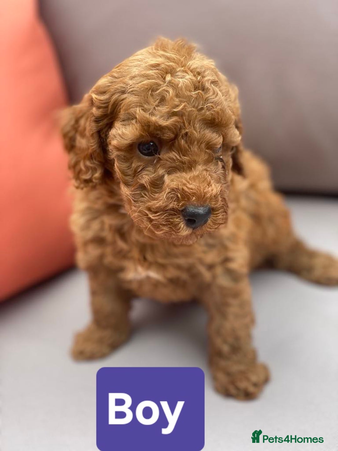 Cockapoo dogs for sale: Miniature cockapoo  - Image 2