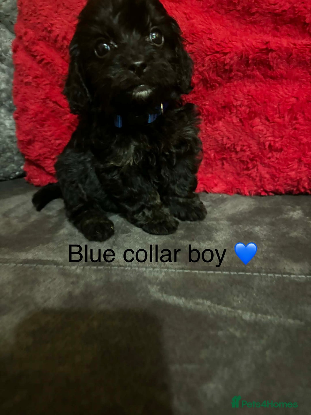 Cavapoo dogs for sale: Cavapoos ready 23rd December 🥰🥰 - Advert 4
