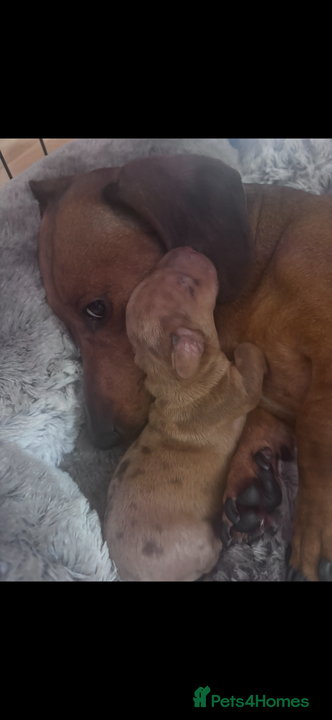 Miniature Dachshund dogs for sale: Kc reg miniature dachshund  - Image 30