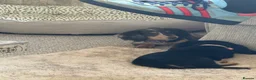 Dachshund dogs for sale: 🐾Beautiful Dachshund Puppies🐾 - Advert 5