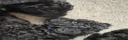 Bordoodle dogs for sale: Miniature Bordoodle Puppies F1BBB in South Shields - Advert 9