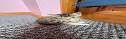 Bengal cats for sale: Half bengal kittens  in Spalding - Advert 2