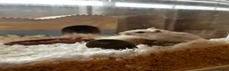 Gerbil rodents for sale: Two female gerbils  - Advert 2