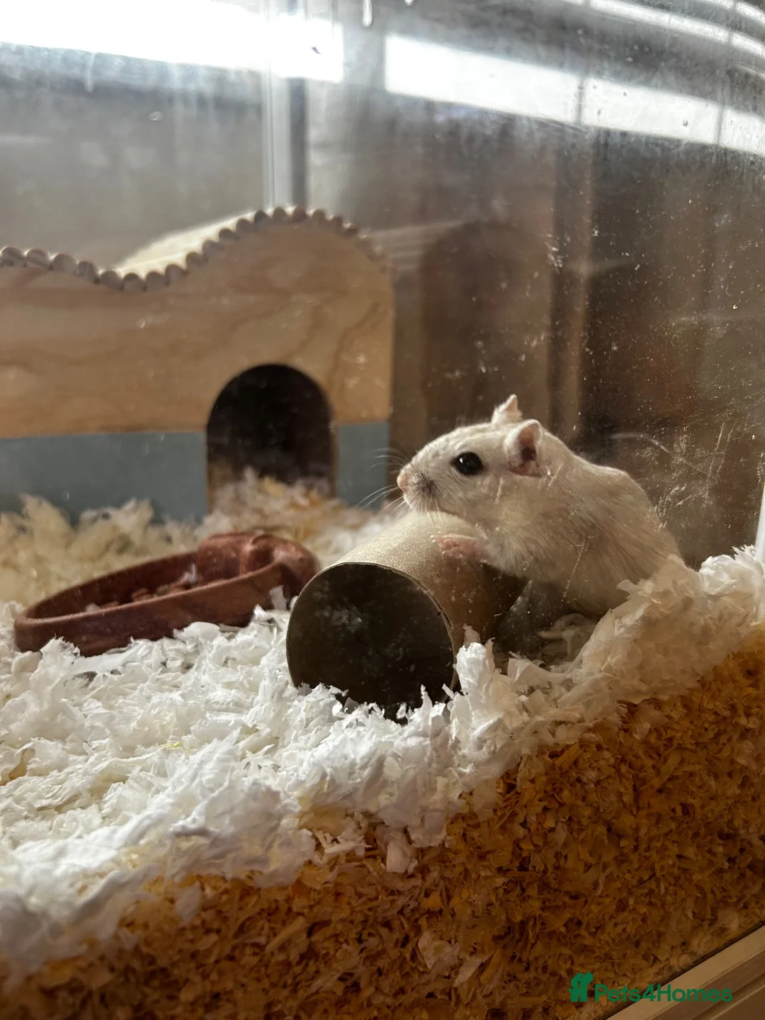 Gerbil rodents for sale: Two female gerbils  - Advert 2