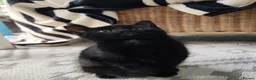 Mixed Breed cats for sale: Beautiful kittens looking for new home - Advert 7
