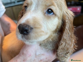 Cocker Spaniel dogs - Advert 17