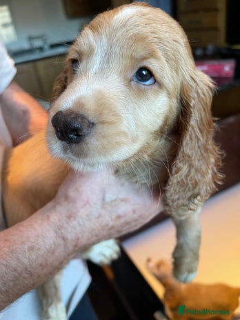 Cocker Spaniel dogs - Advert 2