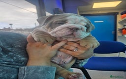 English Bulldog dogs for sale: Outstanding KC English Bulldogs, Top Quality Pups - Image 25