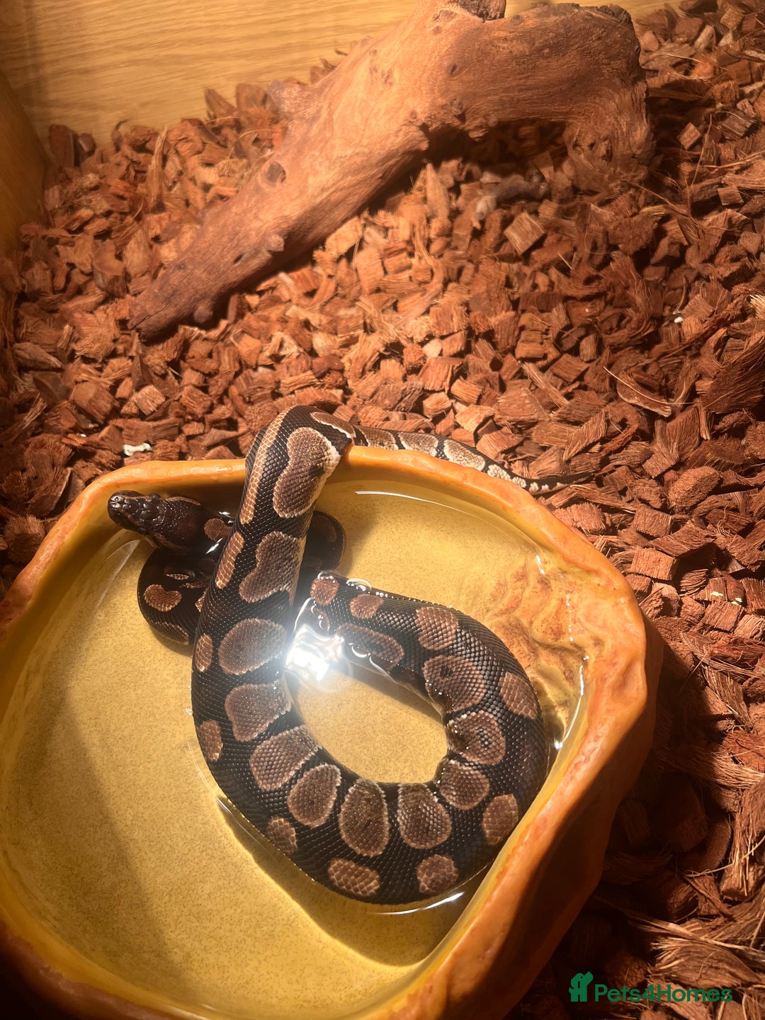 Python Snake reptiles for sale: Rico (Royal Ball python) - Image 2