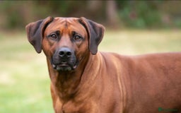 Rhodesian Ridgeback dogs for sale: Eu**an Champion Pedigree KC  - Image 6