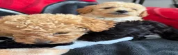 Poochon dogs for sale: Bichon x poodle  - Advert 13