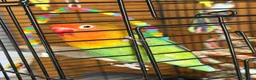 Lovebirds birds for sale: Lovely Lovebird For Sale in Banbury - Advert 4