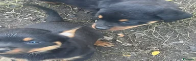 Rottweiler 3