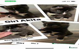 Huskita dogs for sale: Akita puppy’s ready to leave  - Image 3