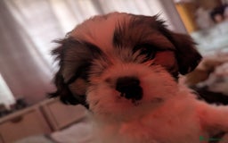 Shihpoo dogs for sale: Shihpoo puppies  - Image 2