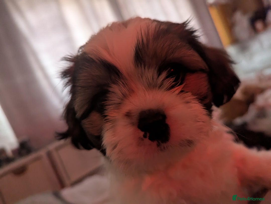 Shihpoo dogs for sale: Shihpoo puppies  - Image 2