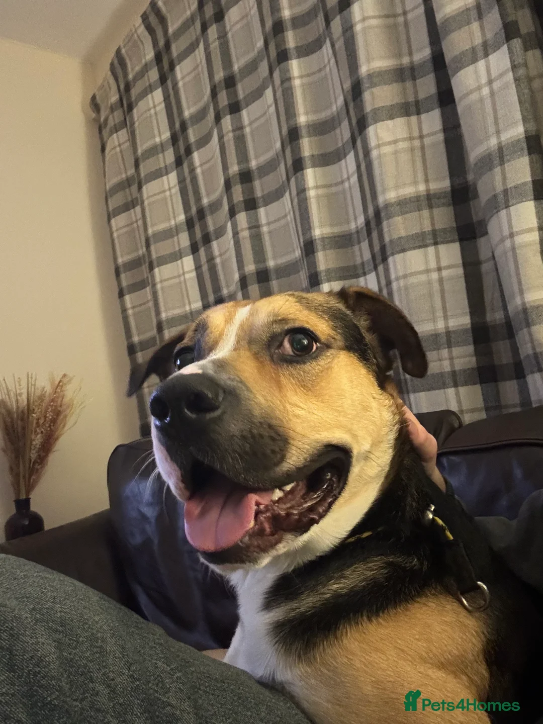 Mixed Breed dogs for sale: Huntaway cross looking for forever home - Advert 4