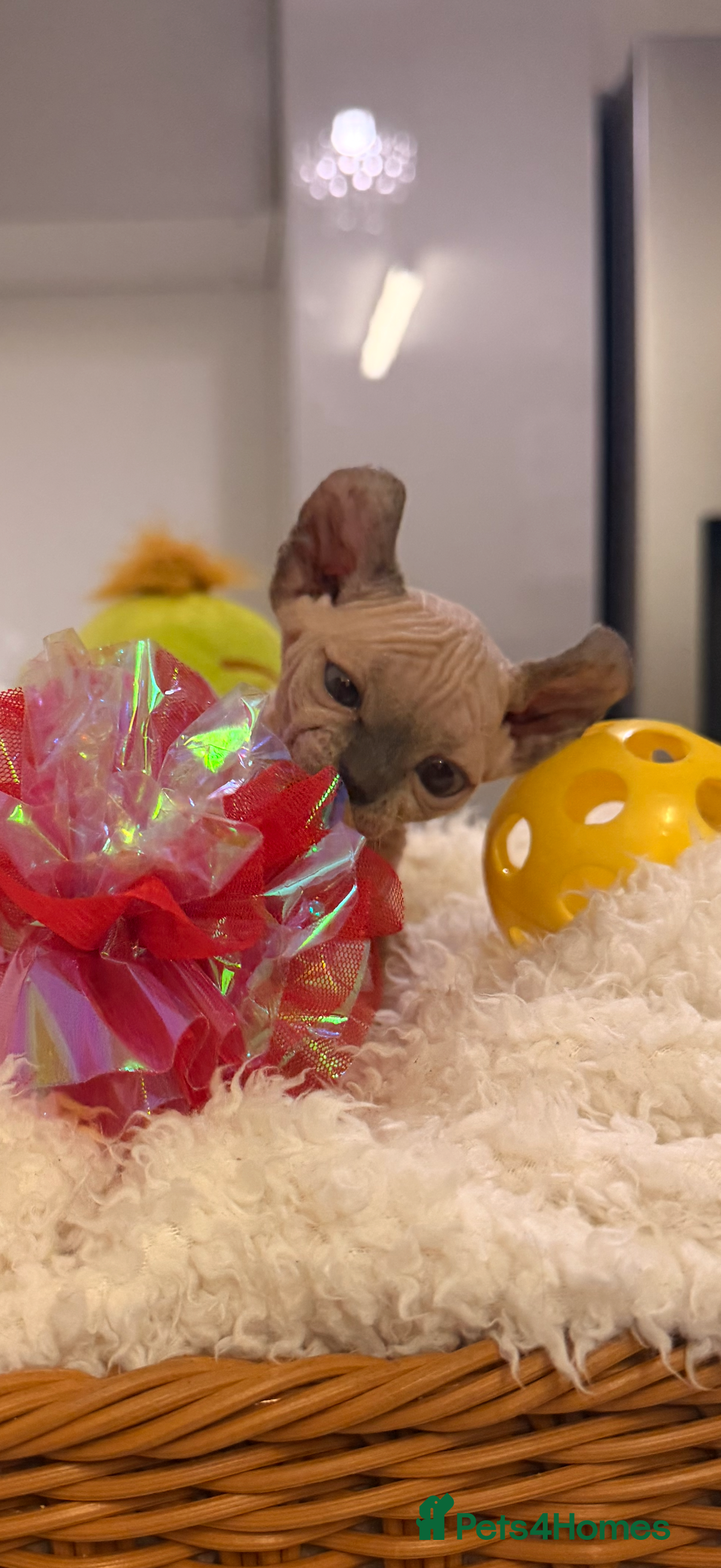 Sphynx cats Beautiful Sphinx kittens for sale - Advert 1