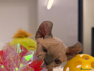 Sphynx cats Beautiful Sphinx kittens for sale - Advert 1