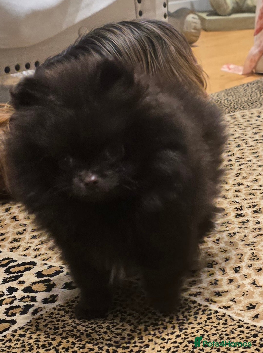 Pomeranian dogs for sale: Stunningly beautiful Pomeranian babies - Advert 10