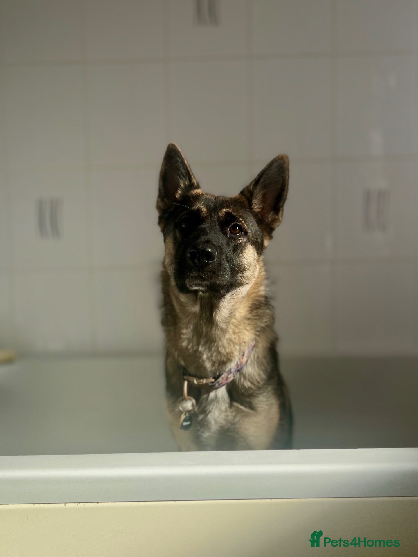German Shepherd dogs German shepherd  - Advert 1
