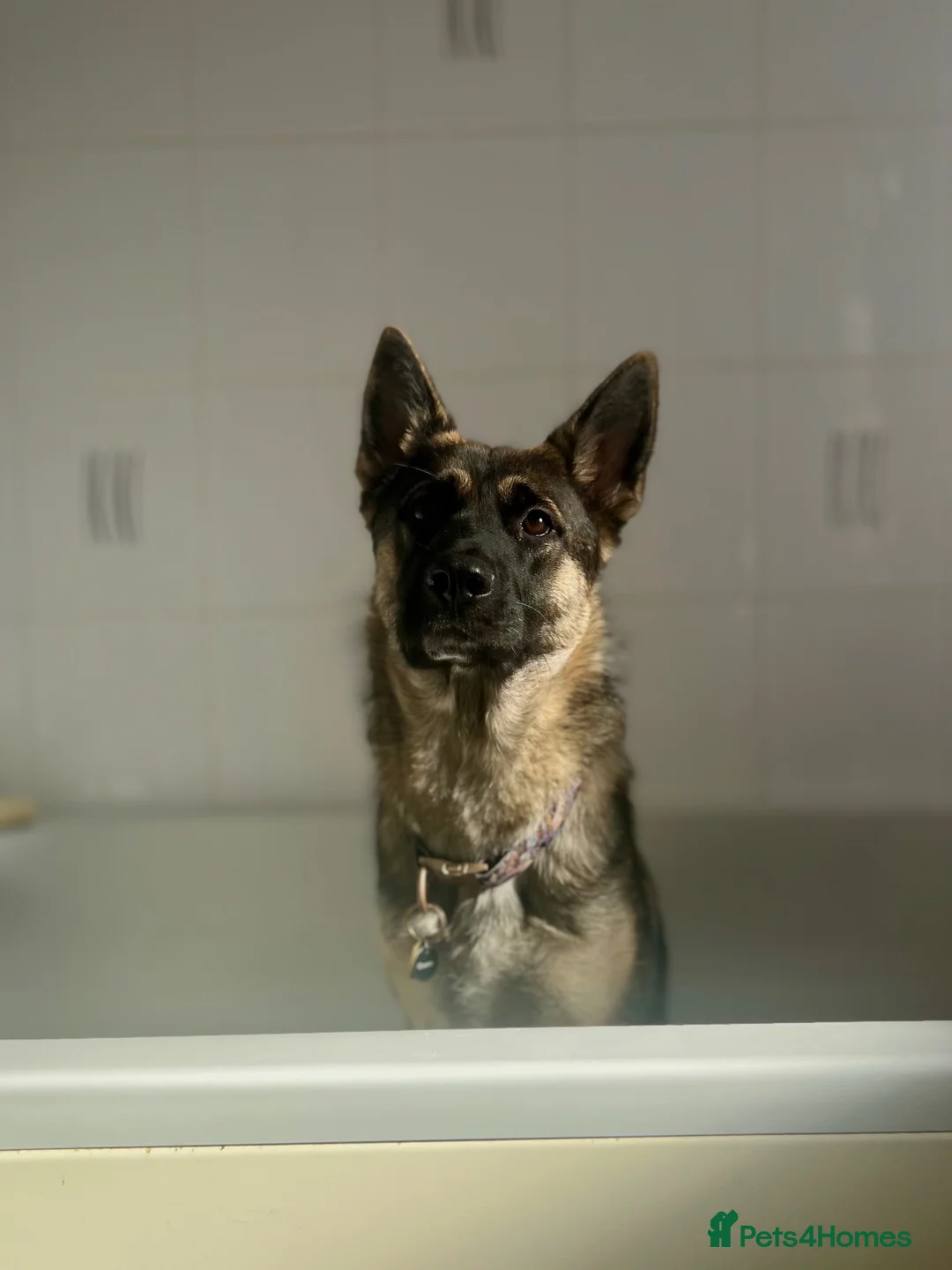 German Shepherd dogs for sale: German shepherd  - Advert 1