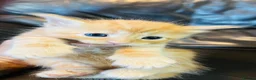 Mixed Breed cats for sale: Mainecoon cross - Advert 8